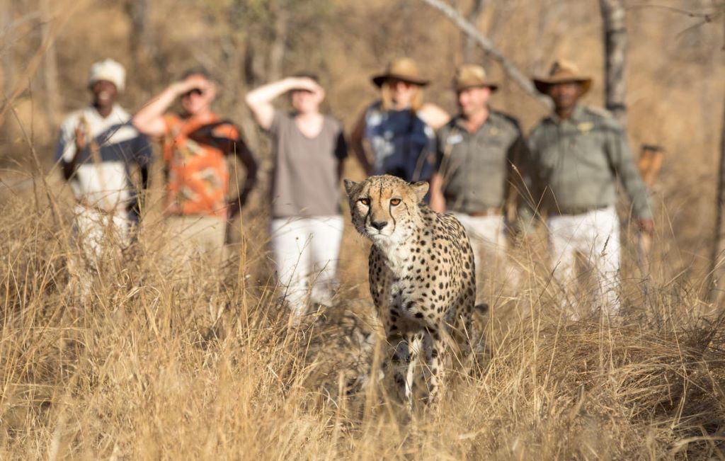 KHÁM PHÁ SAFARI HOANG DÃ TẠI VƯỜN QUỐC GIA KRUGER