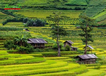 Tour du lịch YÊN BÁI – SƠN LA : TÚ LỆ – RUỘNG BẬC THANG MÙ CANG CHẢI mùa lúa chín – SUỐI KHOÁNG NÓNG NGỌC CHIẾN